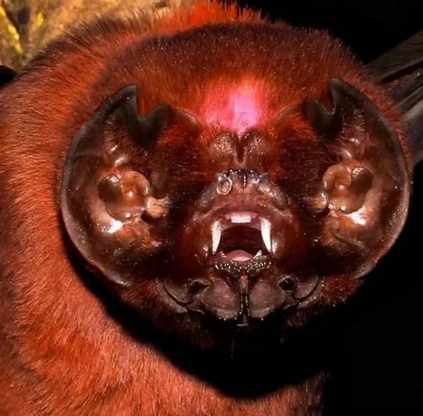 動物界奇趣瞬間抓拍，豐富多彩，異彩紛呈，難得一見，太驚豔了