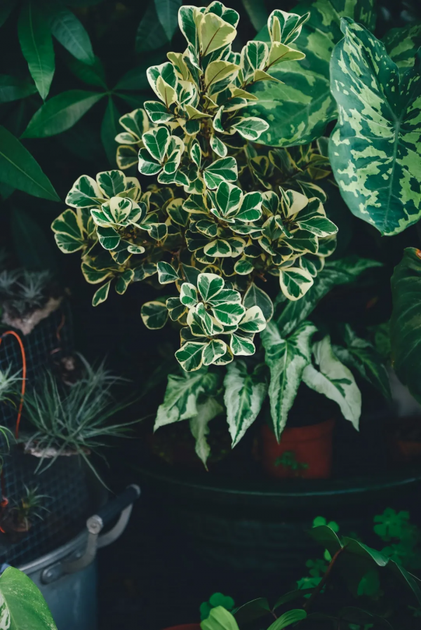 沒有花園怎麼種花？從東北到廣東，4位大神在室內種出植物園