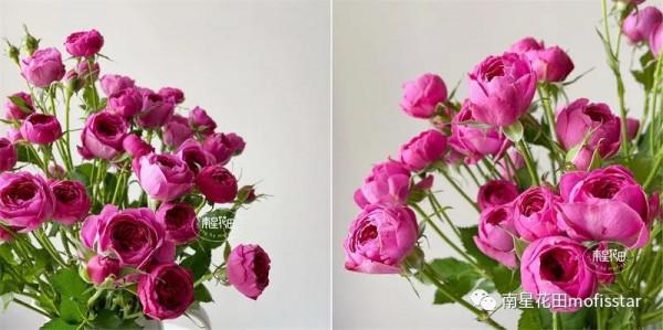 丁香泡泡多頭玫瑰 · 幾度春深豆蔻梢