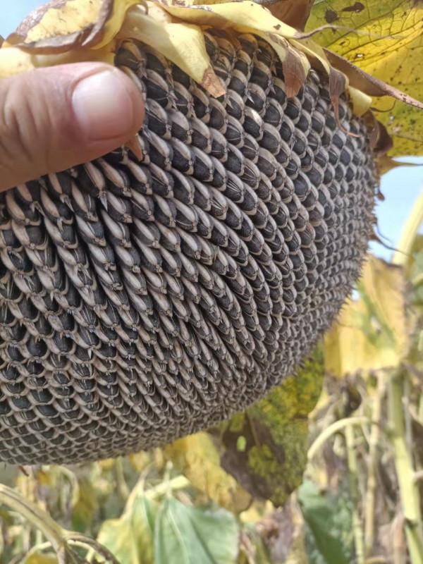 辛苦小半年 內蒙古一農戶葵花空癟超70% 辛苦小半年 內蒙古一農戶葵花空癟超70%