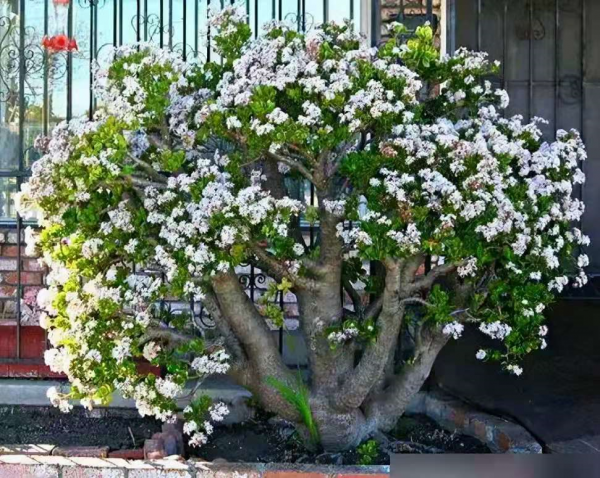 6種&OpenCurlyDoubleQuote;潛力花&rdquo;，小苗不起眼，養成老樁漂亮&OpenCurlyDoubleQuote;精貴&rdquo;，越養越值錢