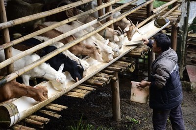 豬糞的用途與價值
