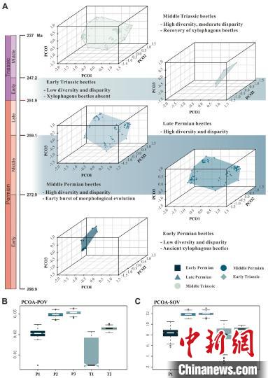 昆蟲如何響應二疊紀末大滅絕事件?中外學者合作研究有新發現 昆蟲如何響應二疊紀末大滅絕事件?中外學者合作研究有新發現