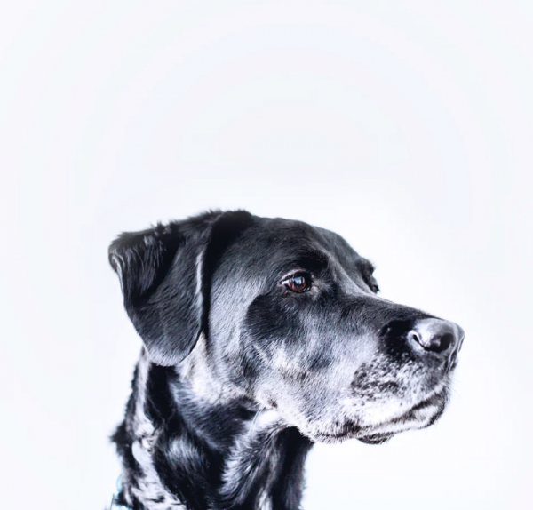 毛孩子也過“雙11”啦!這麼買能幫鏟屎官省下一個月伙食費 毛孩子也過“雙11”啦!這麼買能幫鏟屎官省下一個月伙食費