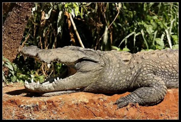 鱷魚好圖大雜燴 鱷魚好圖大雜燴