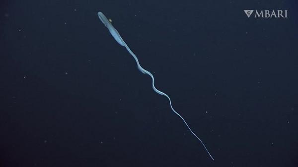 2021年拍攝到的珍稀深海生物 別樣又迷人