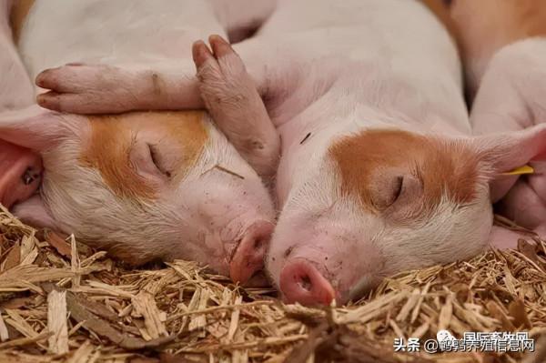 四大養豬大戶產能縮減秦英林、劉永好福布斯富豪榜排名急劇下滑
