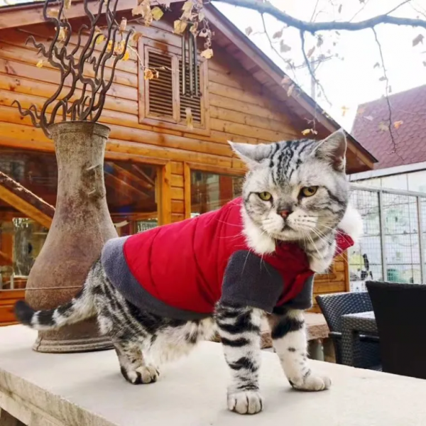 穿上馬甲我就不認識你了？