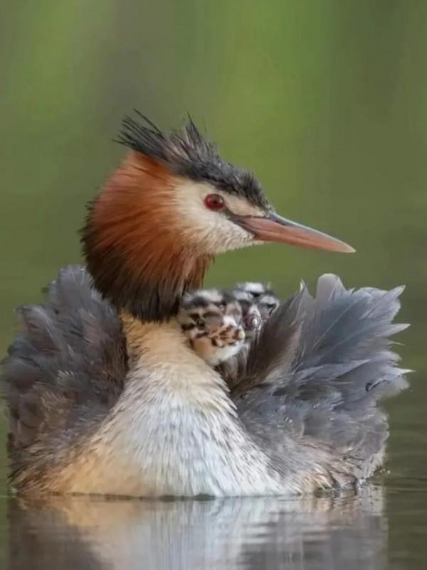 呆萌呆萌的小動物