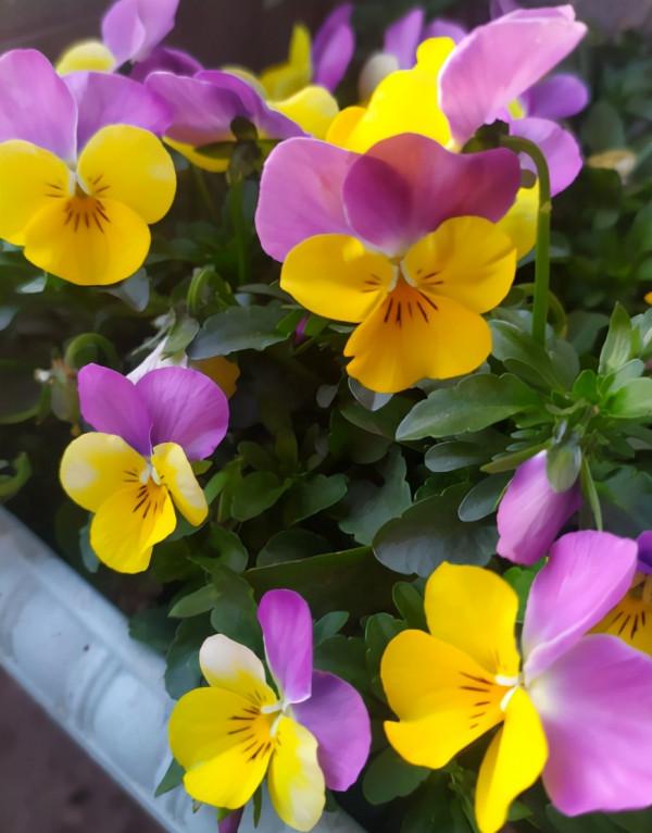 5種常見花肥，亂用會燒根，用好了枝繁葉茂，開花也爆盆