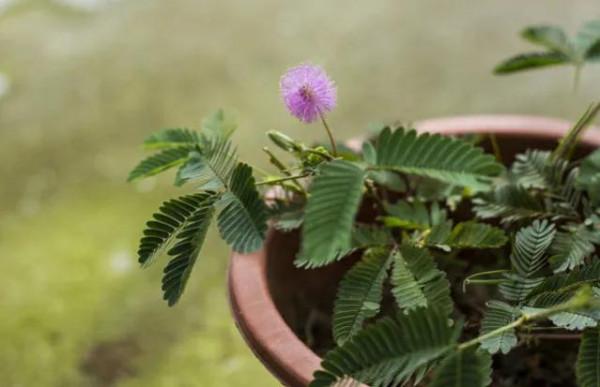 這位90後小媳婦，養花確實有經驗，家中所養4種花，常年開花不斷