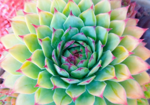 冬天養觀音蓮，捨不得孩子套不著狼，多“凍一凍”狀態越來越好