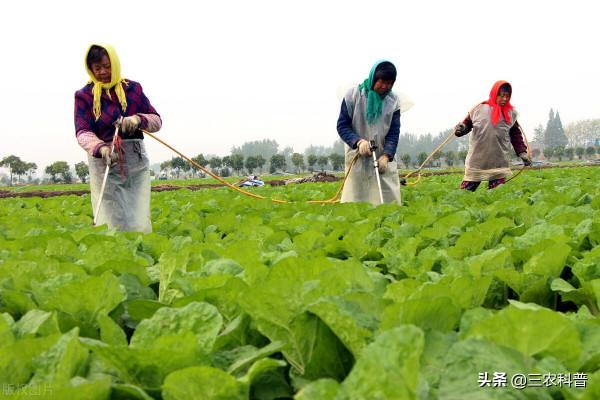 冬季青菜防凍咋做？老農教你3點，防凍促生長，簡單好操作