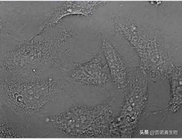細胞鋪板的3種手法，這樣鋪更均勻