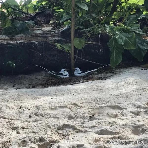 “塞席爾”現狀，比我國還富的非洲國家，帶你看看真實的塞席爾