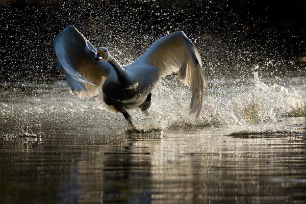 北京動物園拍大天鵝 北京動物園拍大天鵝