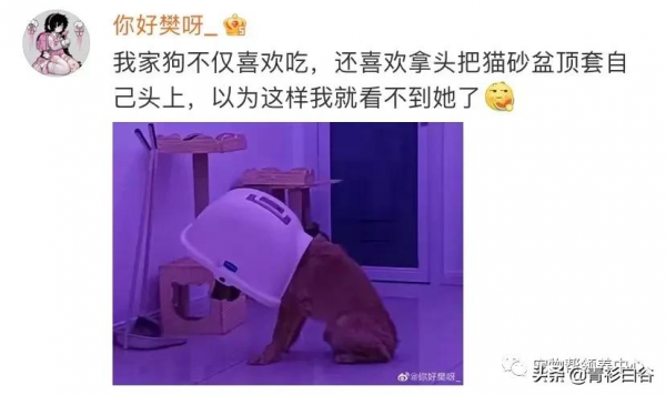 我家狗愛吃貓屎,貓知道後竟然特意到狗飯碗旁邊上廁所 我家狗愛吃貓屎,貓知道後竟然特意到狗飯碗旁邊上廁所