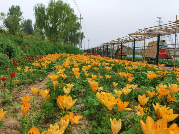 喜訊!北京釋出2021美麗休閒鄉村名錄!我鎮軍屯村入選 喜訊!北京釋出2021美麗休閒鄉村名錄!我鎮軍屯村入選