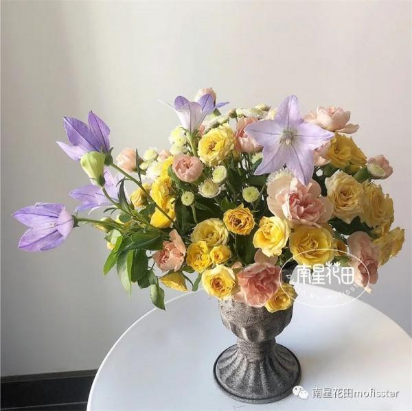 將軍多頭康 · 香檳小酒窩