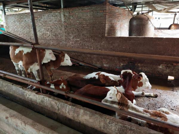 科學養牛利潤加倍就應該這樣做