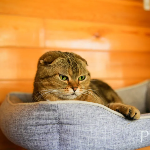 和小貓咪在一起的快樂,你懂個啥啊? 和小貓咪在一起的快樂,你懂個啥啊?