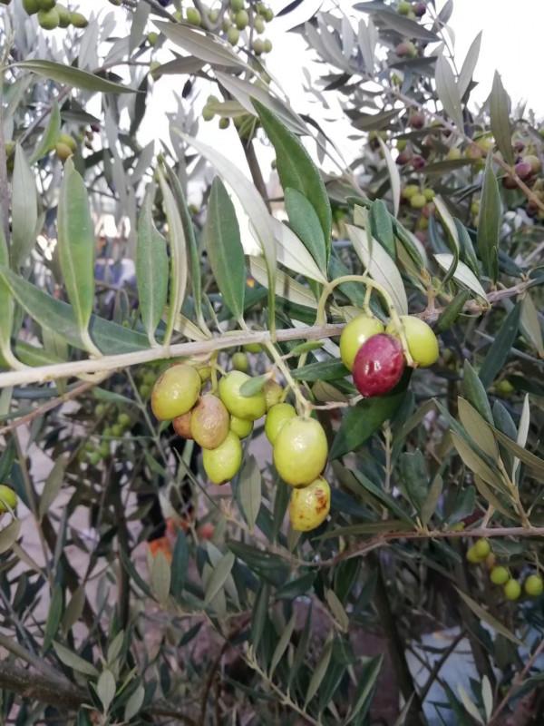 油料、園林綠化多用途常綠樹種——油橄欖