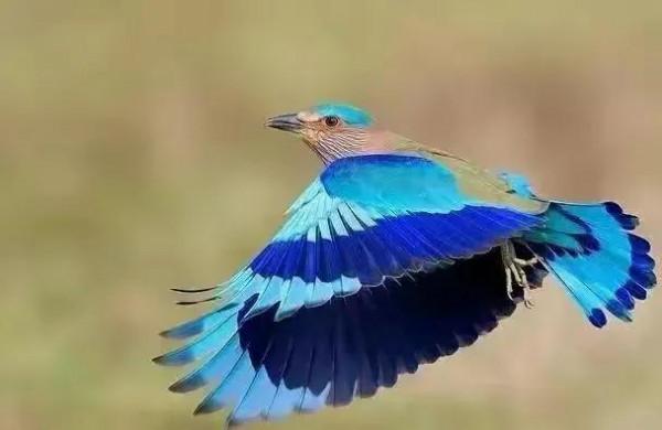 五彩斑斕的各種奇特的小鳥太可愛了，色彩豔麗，讓人賞心悅目