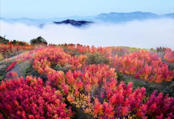 秋染太行山，楓葉如紅霞
