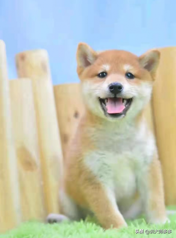 狗狗聽話訓練的最佳時機、力度、部位與情緒