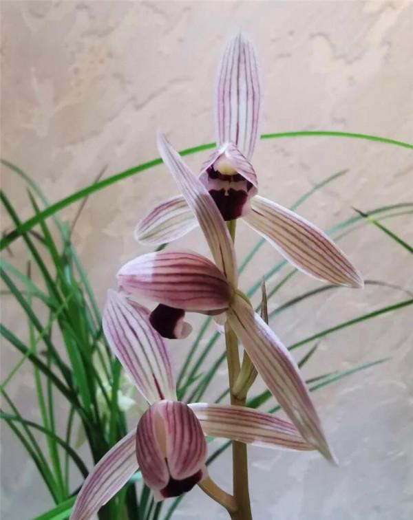 玩蘭的四大型別