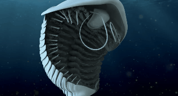 五億年前的軍備競賽,寒武紀動物們的攻掠與防守,誰才是贏家? 五億年前的軍備競賽,寒武紀動物們的攻掠與防守,誰才是贏家?