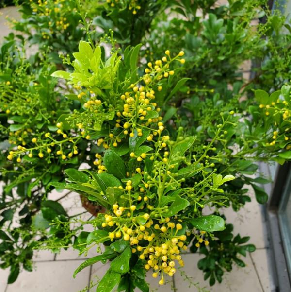 預防盆栽缺鐵黃葉，使用硫酸亞鐵容易氧化，我們可以選擇其他方法