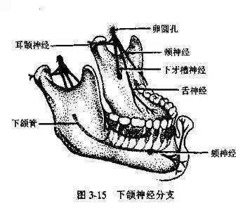 拔完智齒嘴唇麻木，是傷到神經了嗎？還能不能恢復？