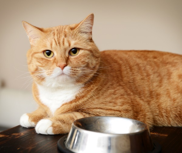 為什麼“野貓”不能抱回家養?這些原因很現實 為什麼“野貓”不能抱回家養?這些原因很現實