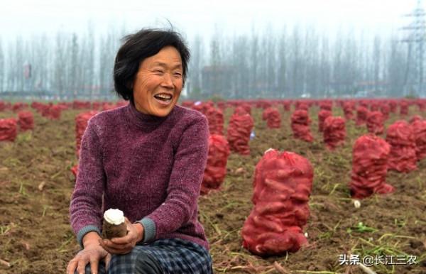 紅薯是翻藤好,還是不翻藤好 紅薯是翻藤好,還是不翻藤好