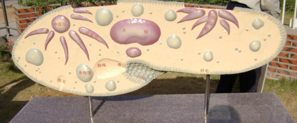 這是怎麼回事?這隻雞被砍了頭竟還活了18個月,最後的死因太離譜 這是怎麼回事?這隻雞被砍了頭竟還活了18個月,最後的死因太離譜