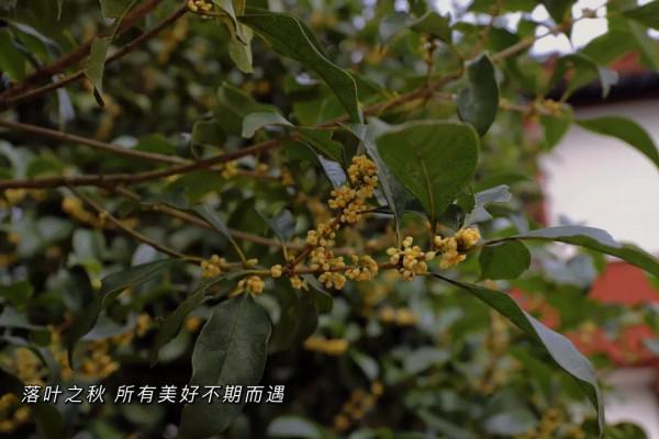 抓住最後一抹秋，去探尋專屬浦江的秋日限定吧