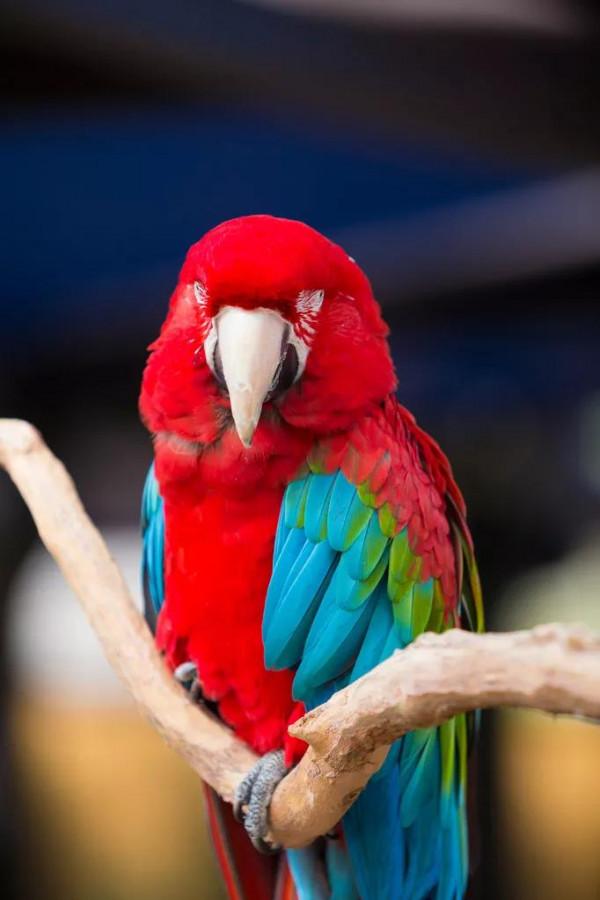 紅色鳥的圖片 紅色鳥的圖片