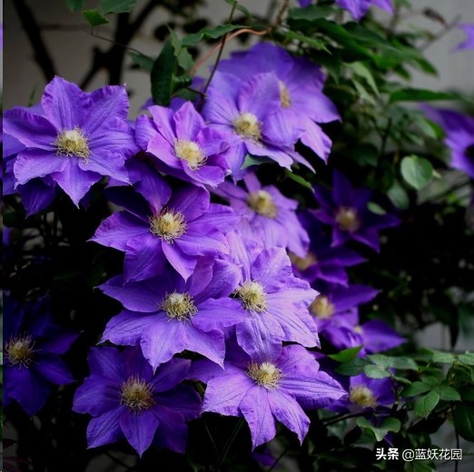 鐵線蓮早春養護攻略，做好這4件事，愛開花不立枯