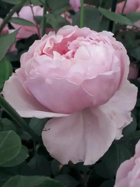 月季品種裡，據有牡丹月季之稱的6個品種，爭奇鬥豔，美不勝收