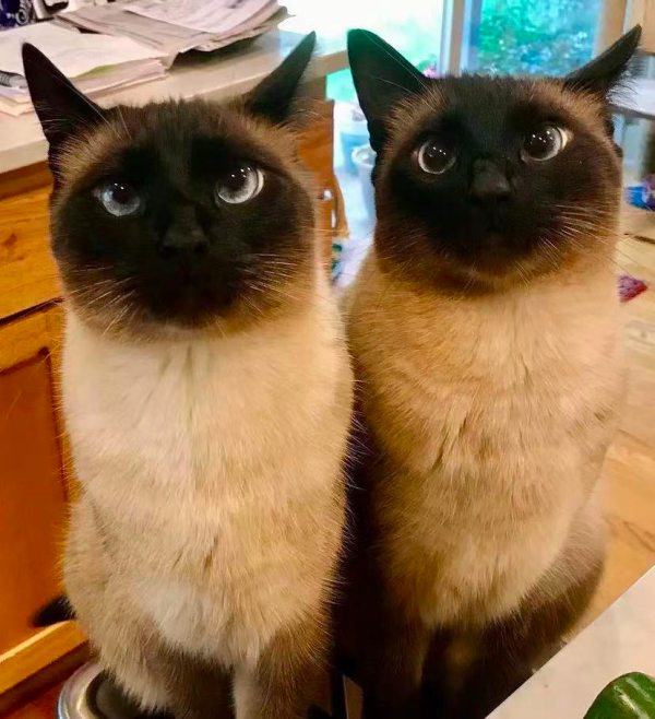 養暹羅就像在拆盲盒，拆著拆著…意外就發生了