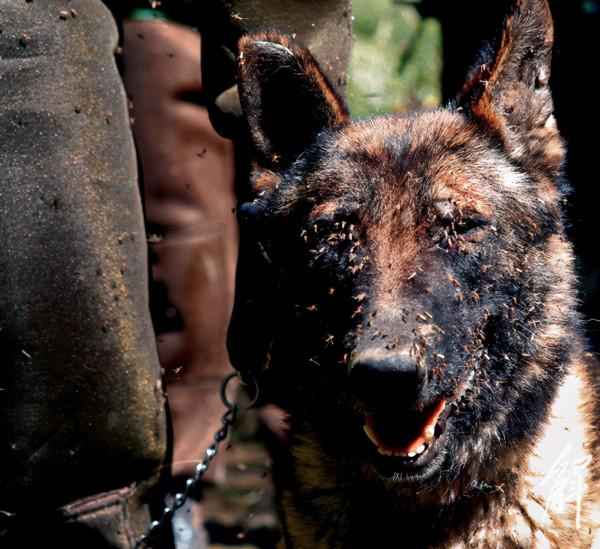 年僅21歲!四川00後邊防戰士冰河救戰友壯烈犧牲!掉入冰河怎麼辦 年僅21歲!四川00後邊防戰士冰河救戰友壯烈犧牲!掉入冰河怎麼辦