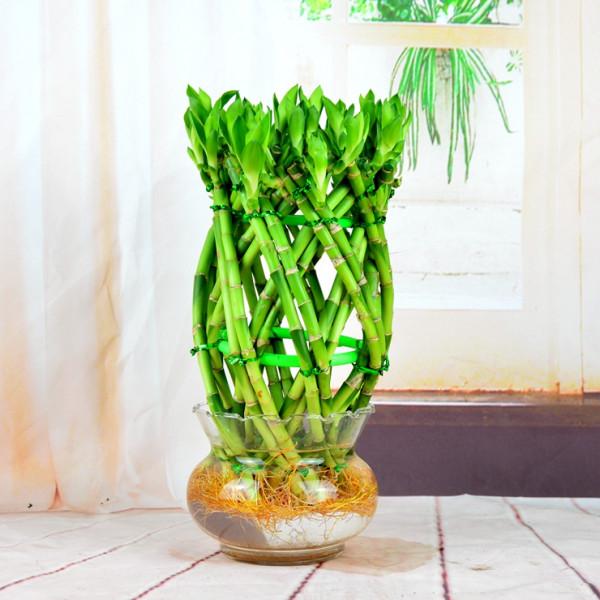 6種“乾淨花”，漂亮又衛生，養護簡單，不用土也能活