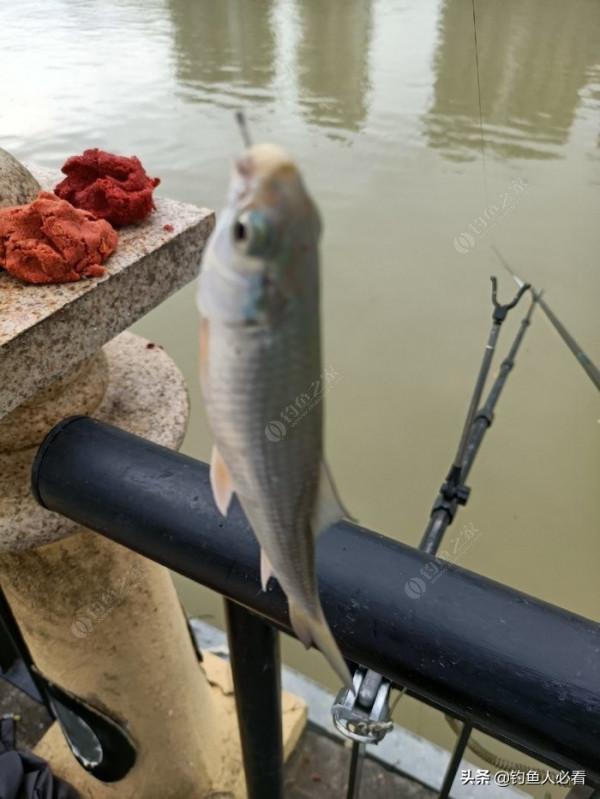 歷經一番驚險刺激的操作，小鉤成功博大魚一條……