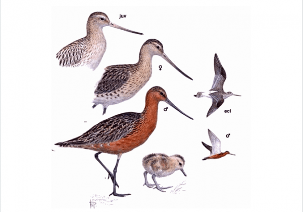 不吃不喝不睡覺,這隻鳥竟連續飛了11天12200公里 不吃不喝不睡覺,這隻鳥竟連續飛了11天12200公里