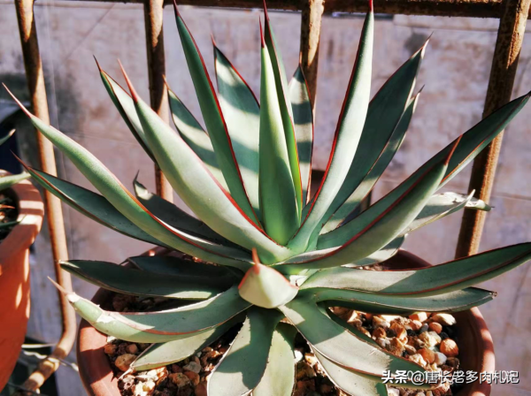 有一種帶紅邊的多肉叫瀧雷,好養到沒話說,我四季都扔在外面露養 有一種帶紅邊的多肉叫瀧雷,好養到沒話說,我四季都扔在外面露養