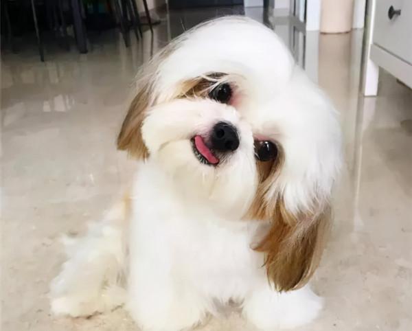 狗狗品種介紹大全！我們應該怎麼挑選適合自己的狗狗？