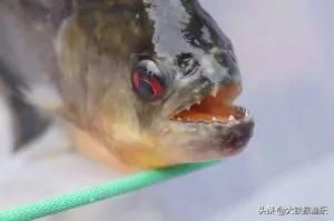 4種外來魚類,早就進了“黑名單”,釣魚人不要放生 4種外來魚類,早就進了“黑名單”,釣魚人不要放生