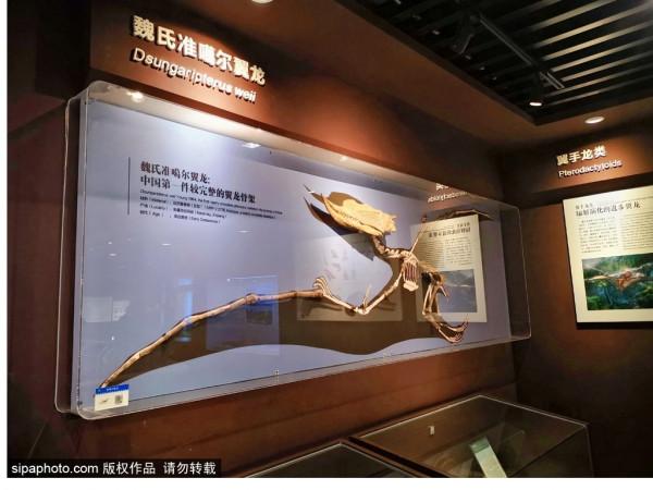 北京三家關於動物的博物館,帶你發現動物從古至今的那些秘密 北京三家關於動物的博物館,帶你發現動物從古至今的那些秘密