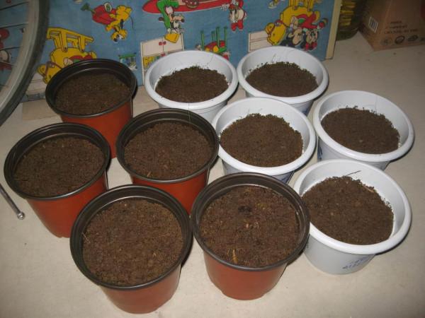 盆土裡加3種“材料”，肉質根一整年都“不爛”，生長速度飛快